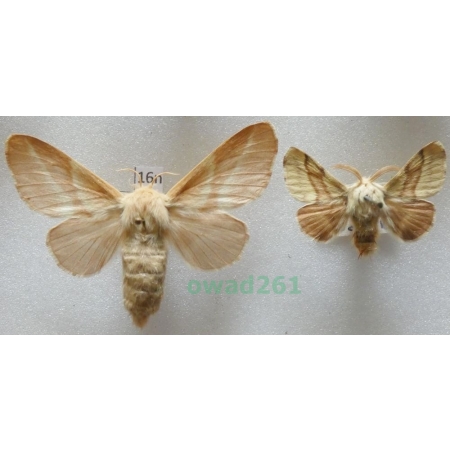 Malacosoma castrensis (Linnaeus, 1758) pair Barczatka wilczomleczówka Armenia16n